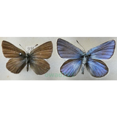 Agriades orbitulus (De Prunner, 1798) pair Slovenia95l